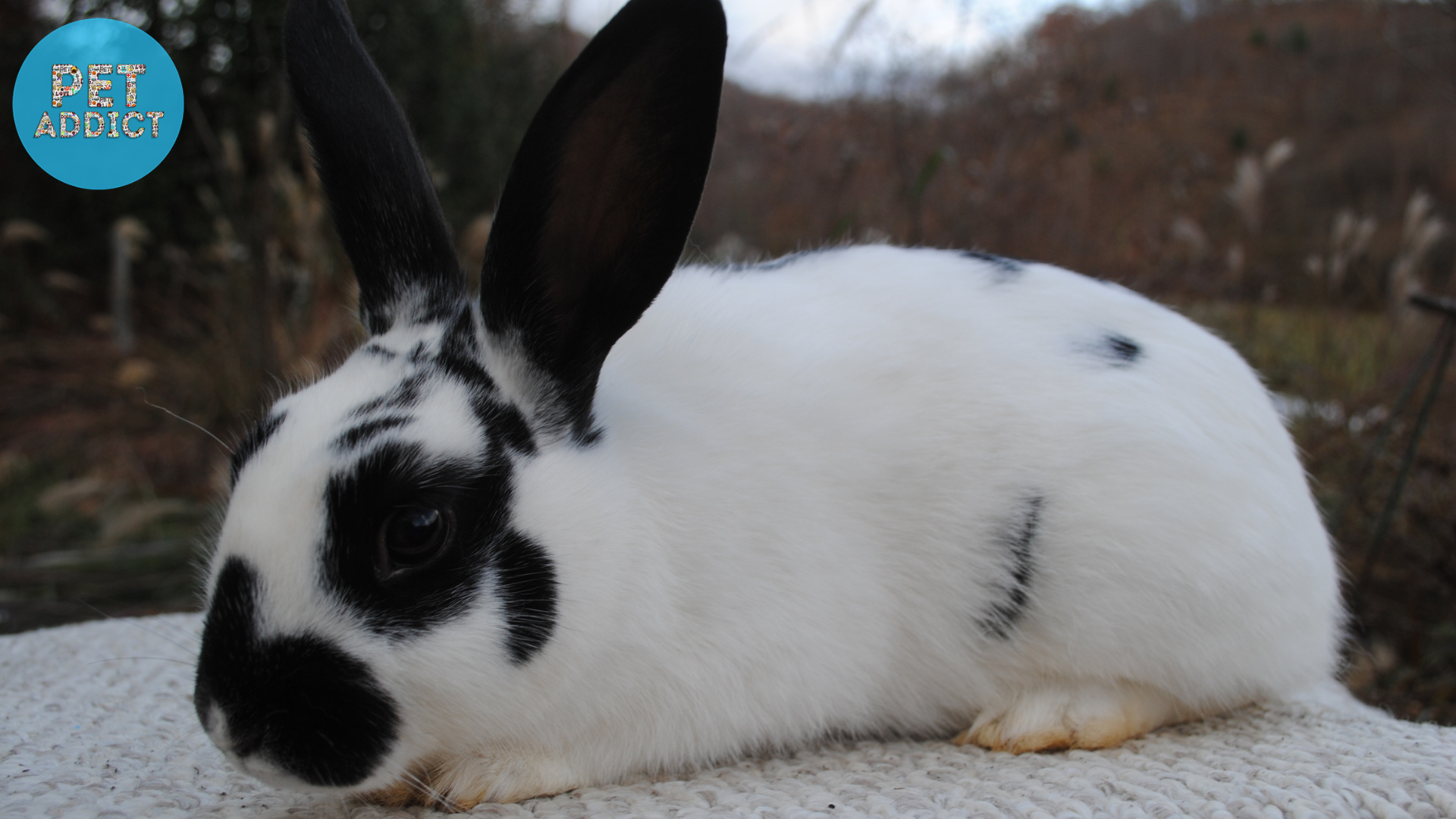 Mini Rex Rabbit: A Comprehensive Guide to the Breed