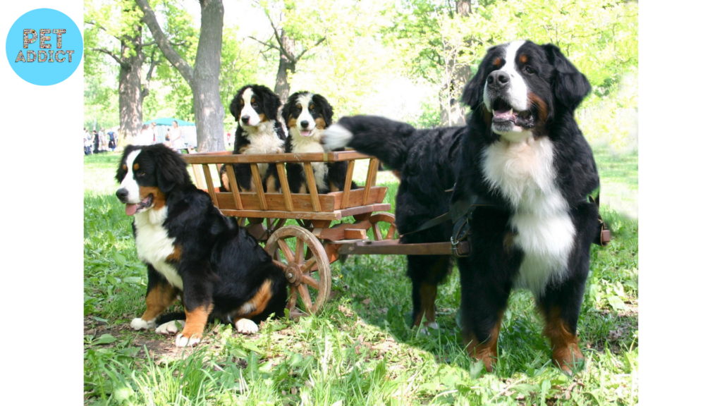Health Considerations for Bernese Mountain Dog Puppies