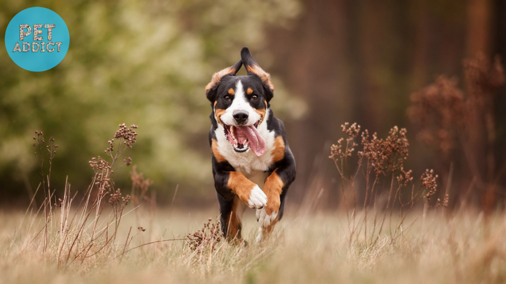 Health and Common Health Issues Greater Swiss Mountain Dog