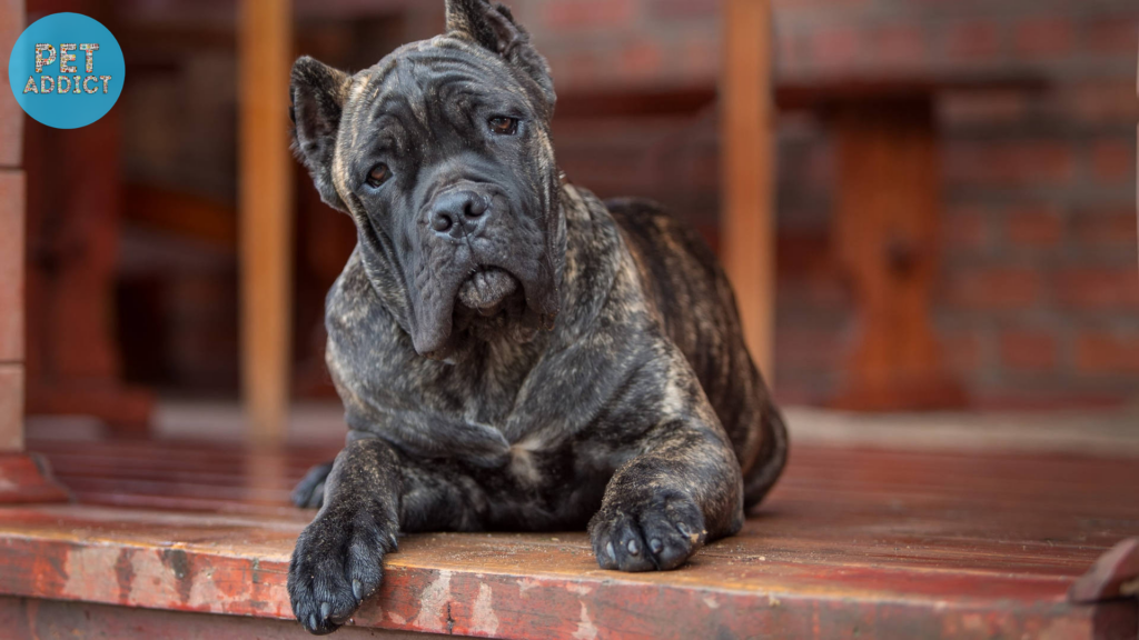 History and Origins of Brindle Dogs