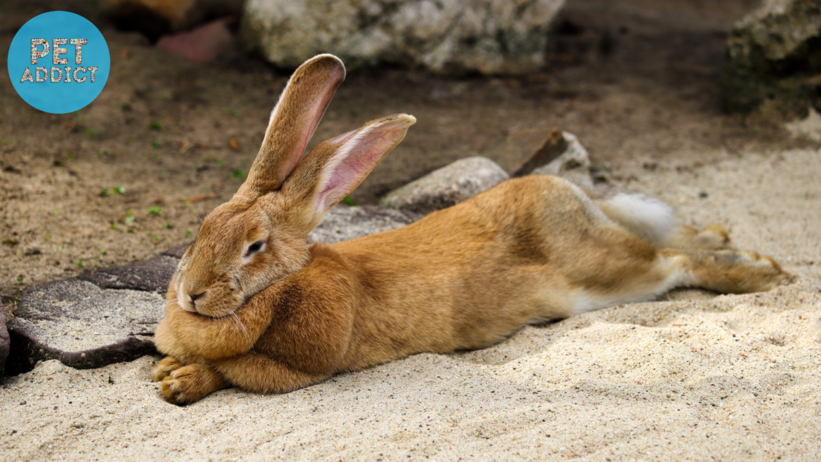 Rabbit Lifespan: The Factors that Influence Longevity