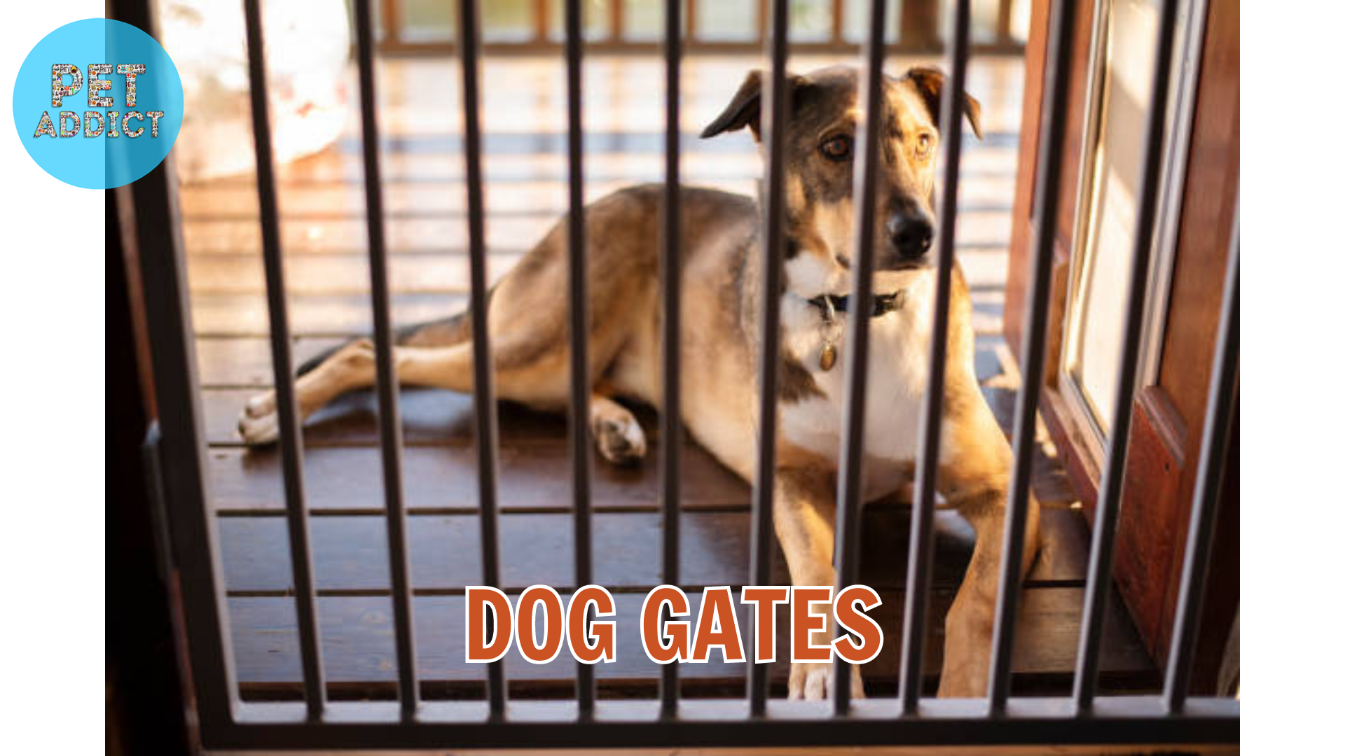The Benefits and Types of Dog Gates