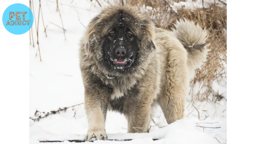 Training and Socialization Russian Bear Dog