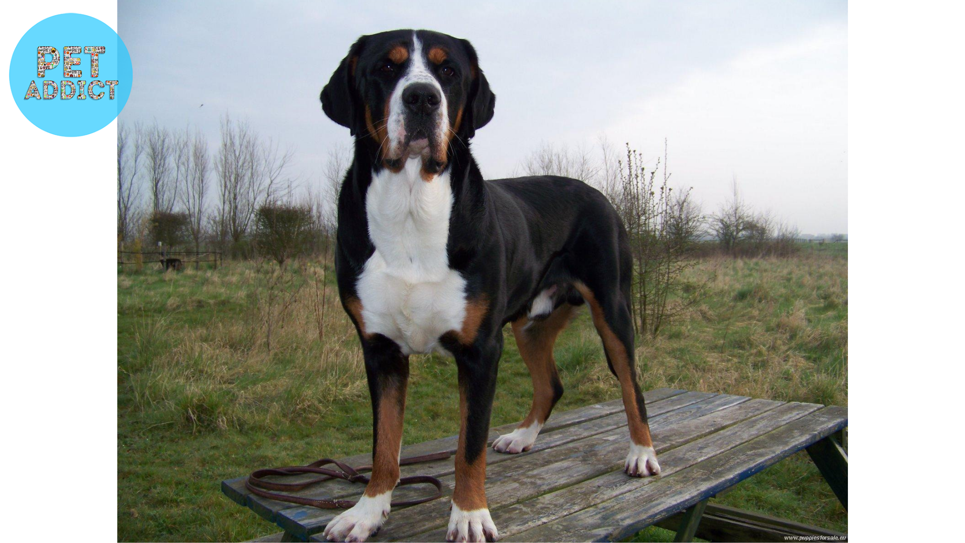 Training and Exercise Needs Greater Swiss Mountain Dog