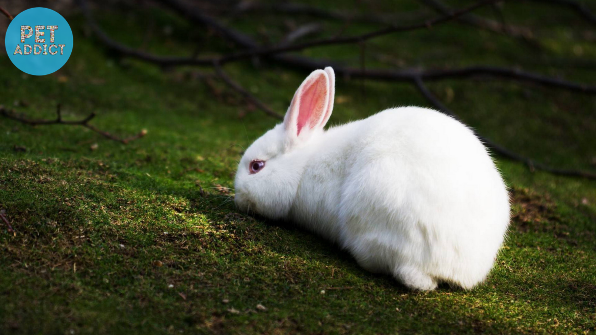 New Zealand Rabbit: A Comprehensive Guide to a Popular Breed