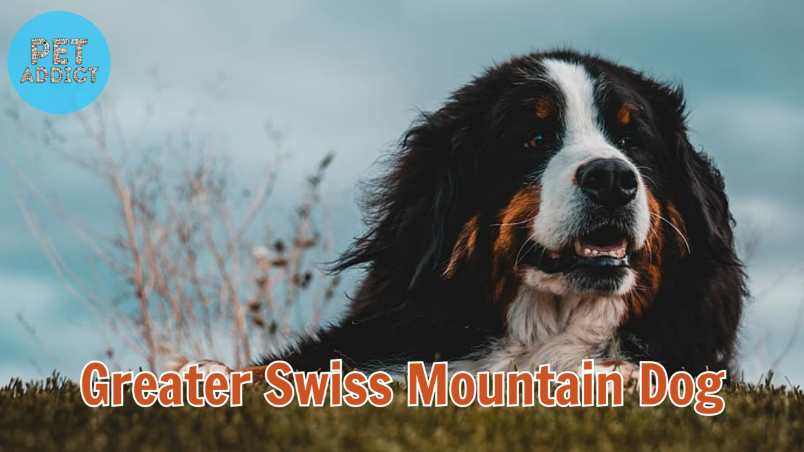 Greater Swiss Mountain Dog: A Loyal and Gentle Giant