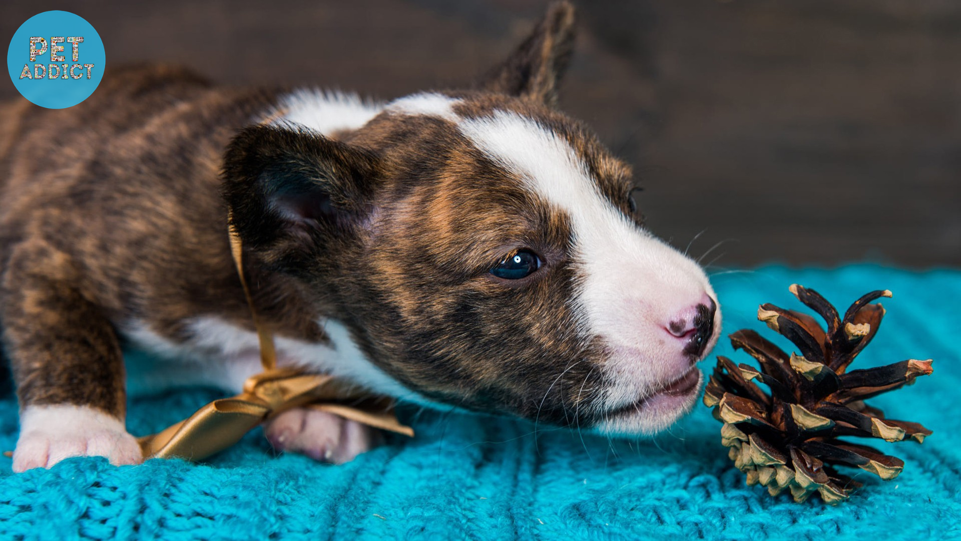 Caring for Brindle Dog