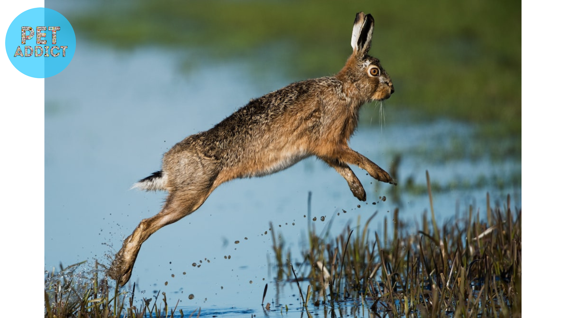 hare vs rabbit