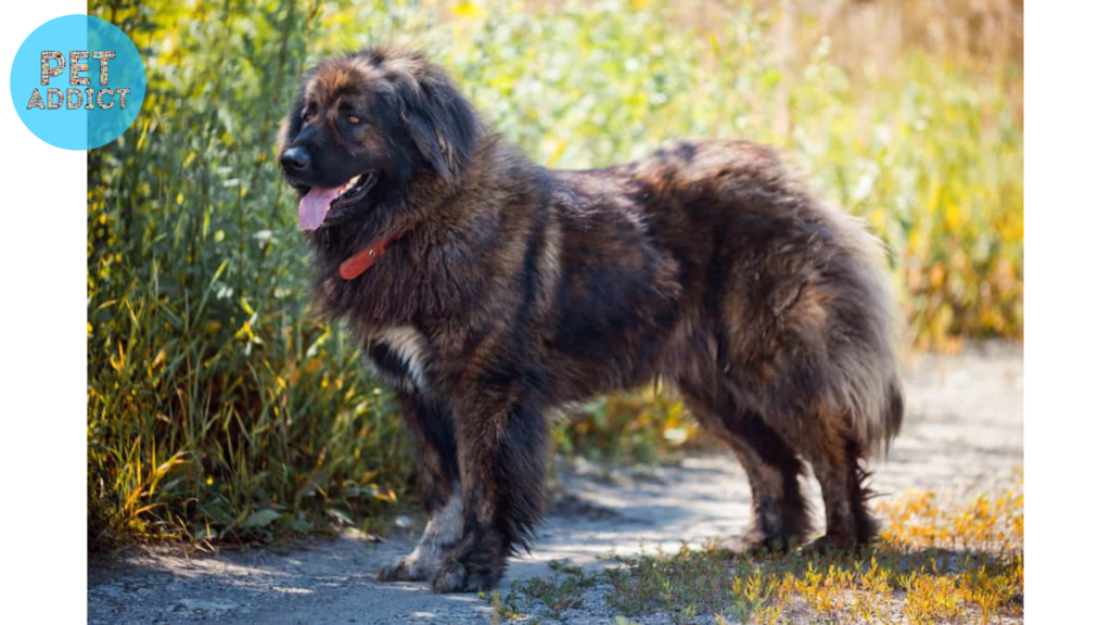 Common Misconceptions Russian Bear Dog 