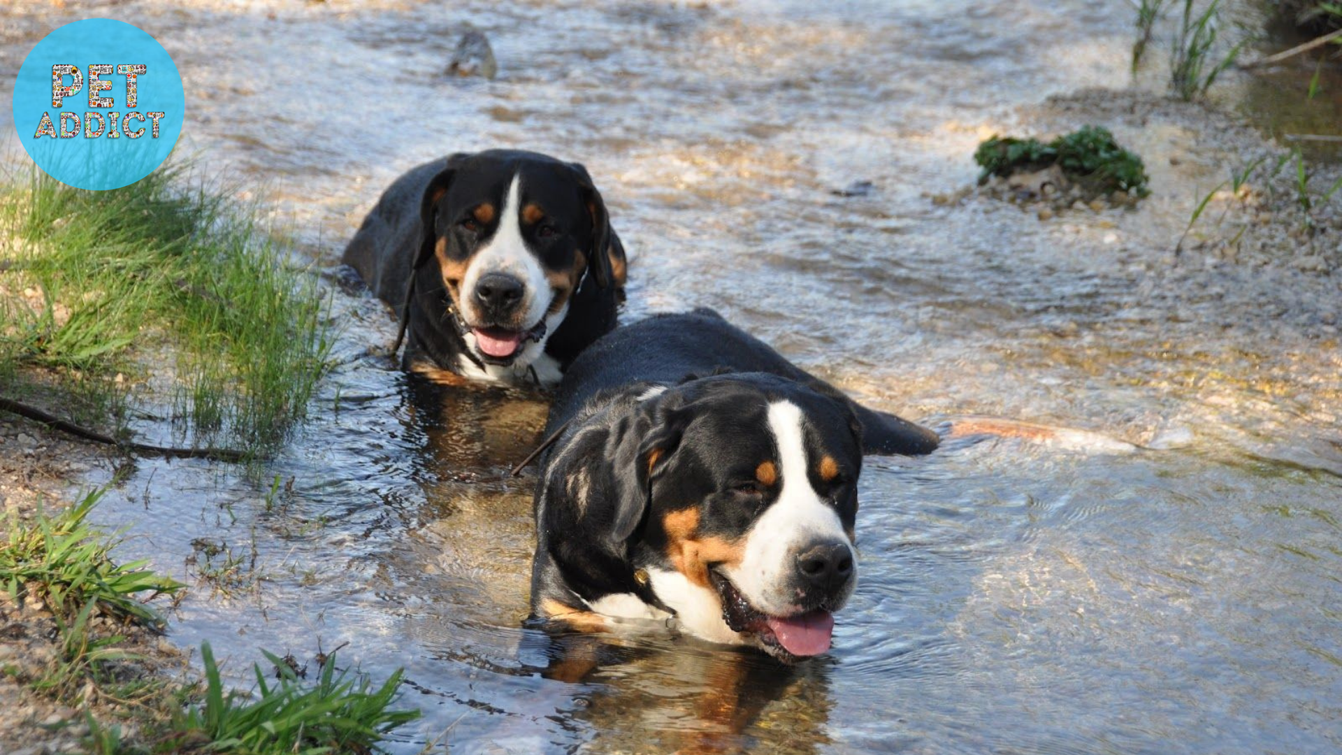 Temperament and Personality Greater Swiss Mountain Dog