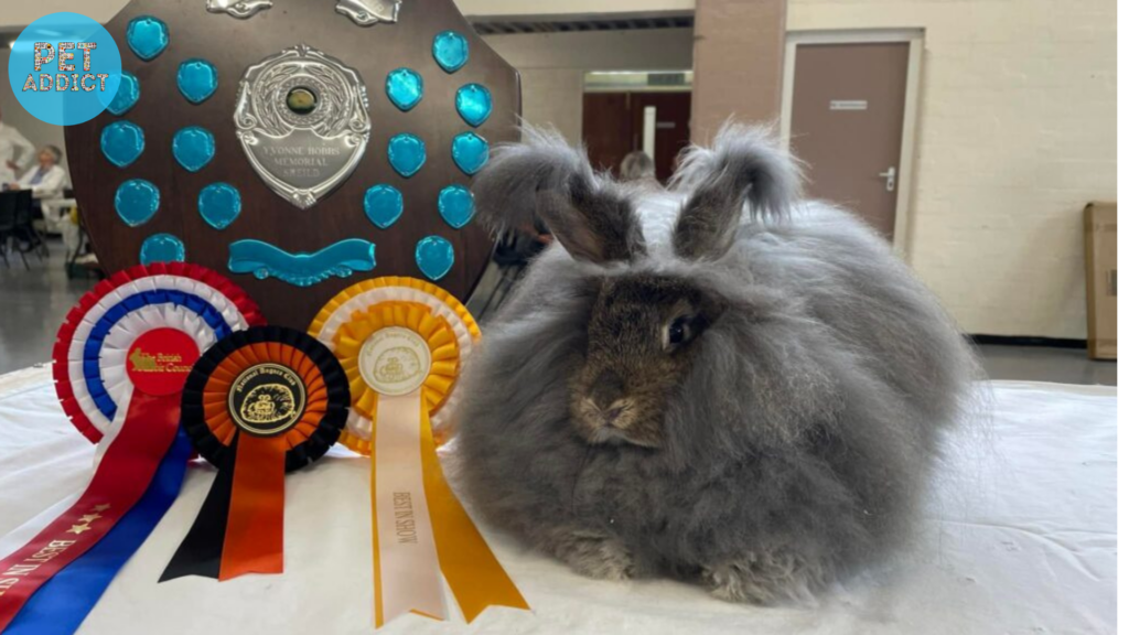 Angora Rabbit Shows and Competitions