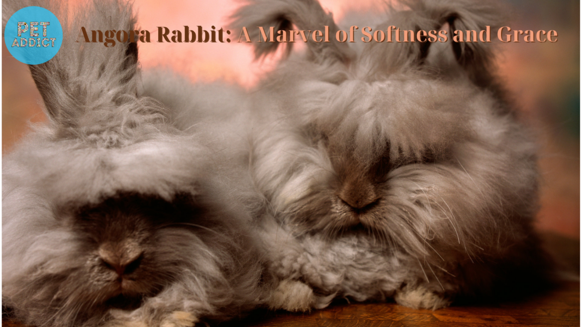 Angora Rabbit: A Marvel of Softness and Grace