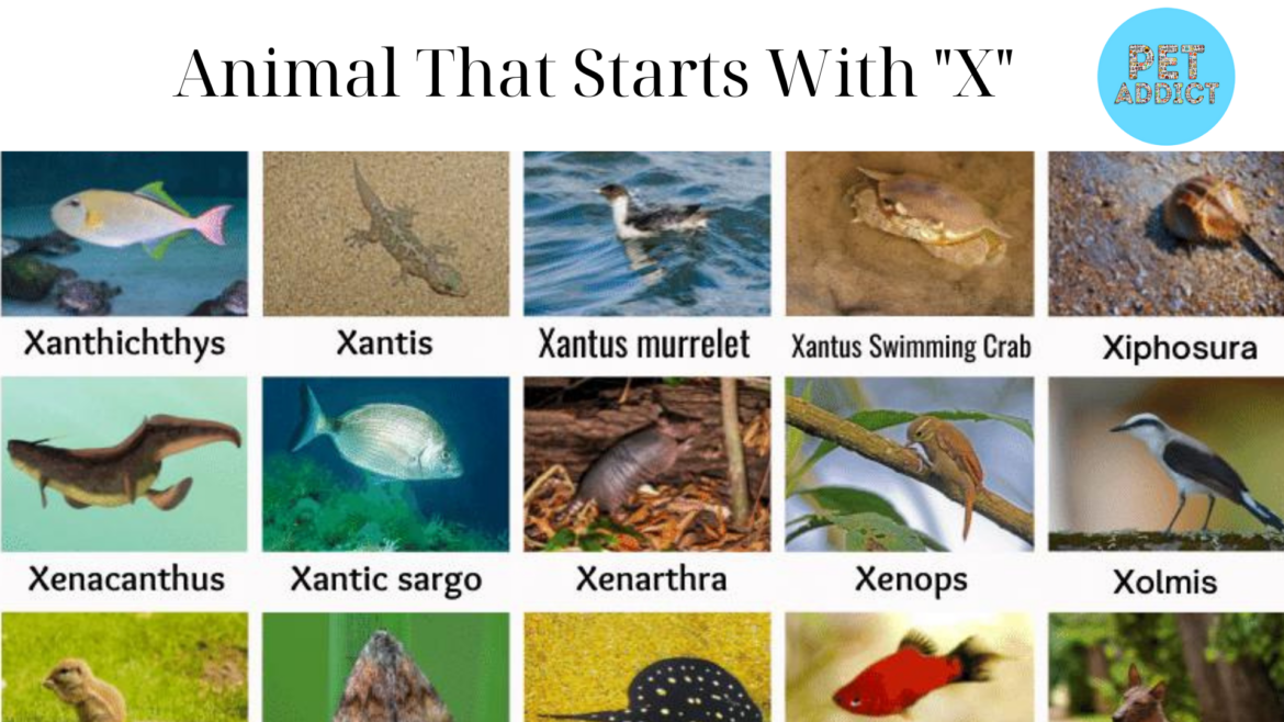 Animal That Starts With “X”
