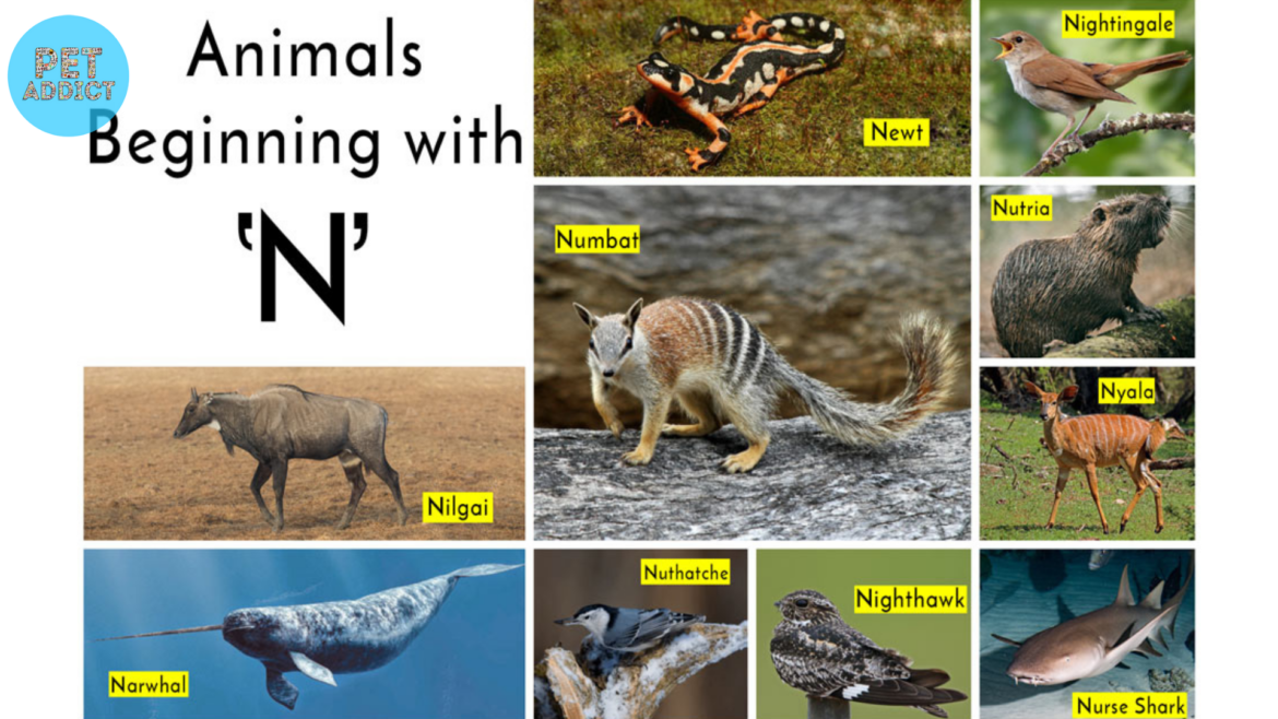 Animals That Start With ‘N’: Exploring Nature’s Marvels