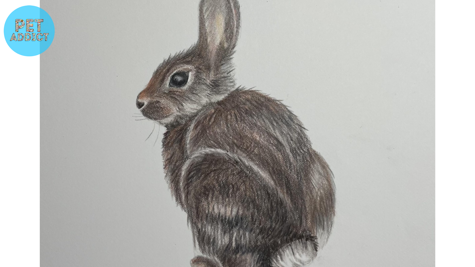 Bringing Your Rabbit Drawing to Life with Color
