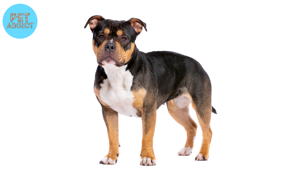 Bully Dogs: Everything You Need to Know About Bully Dogs