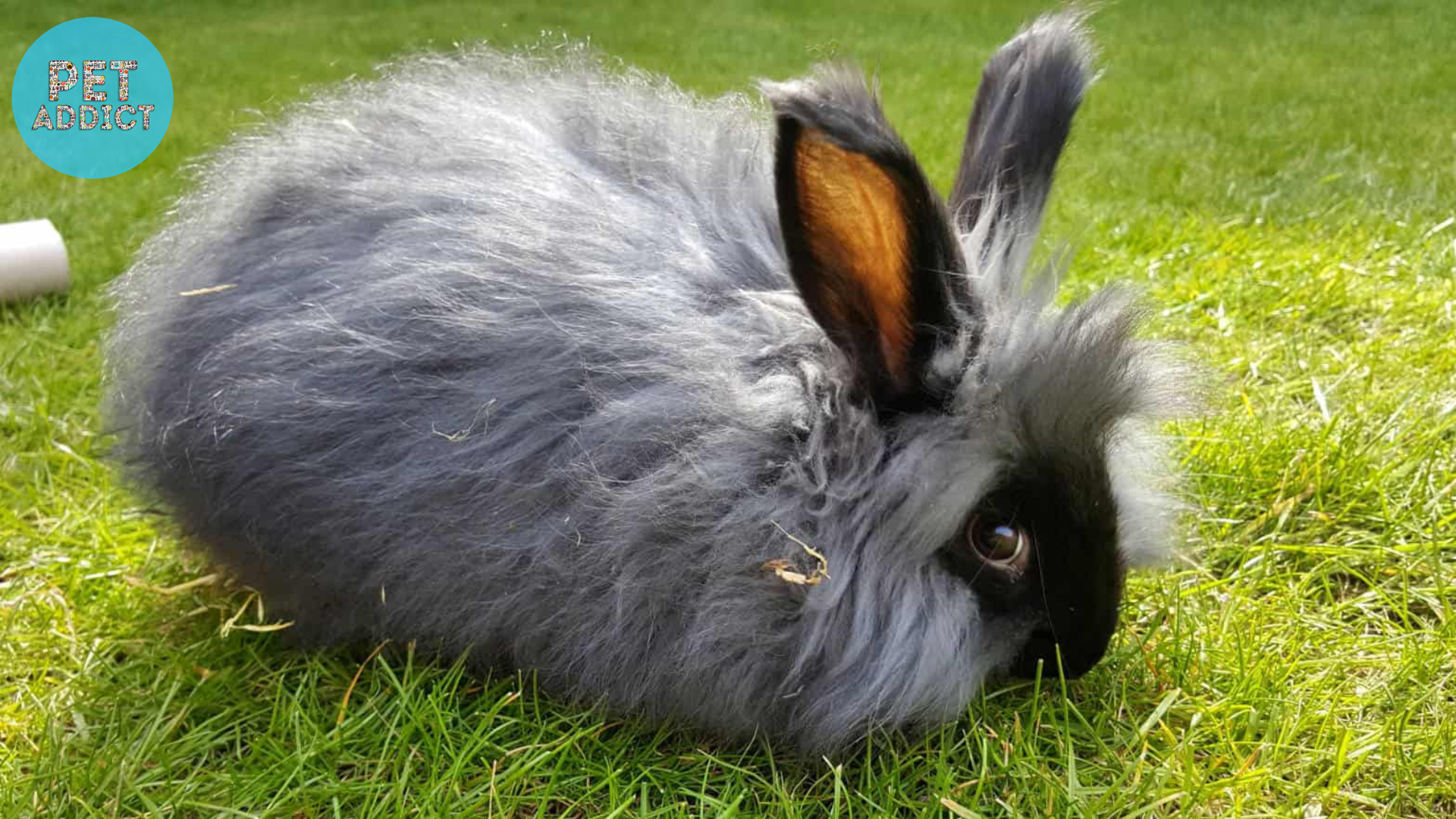 Characteristics and Appearance English Angora Rabbit