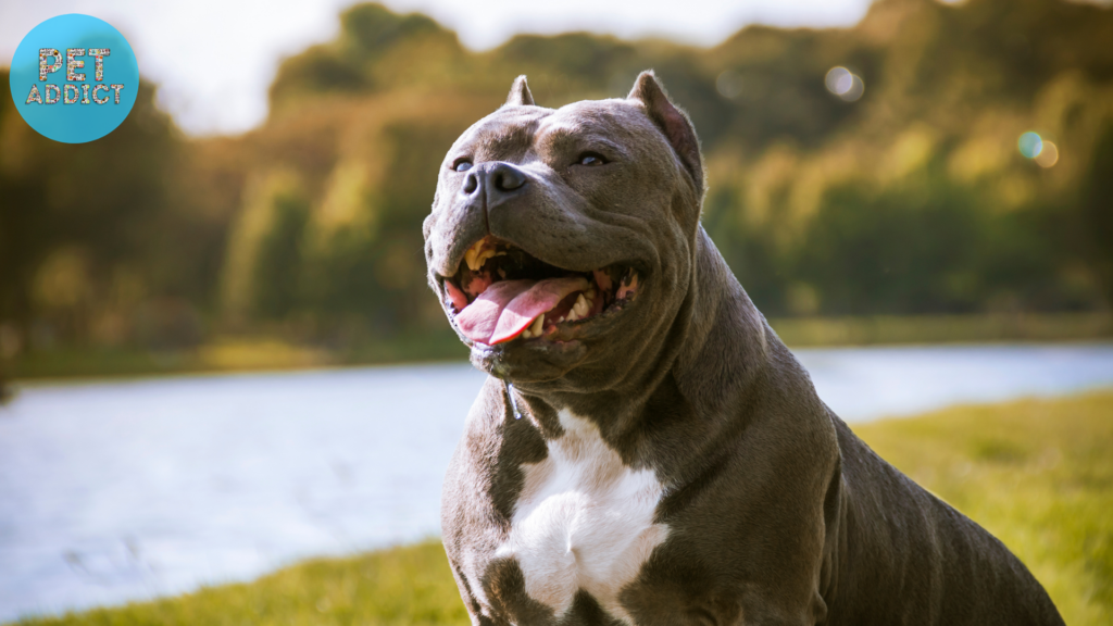 Do-bully-dogs-require-special-exercise-routines