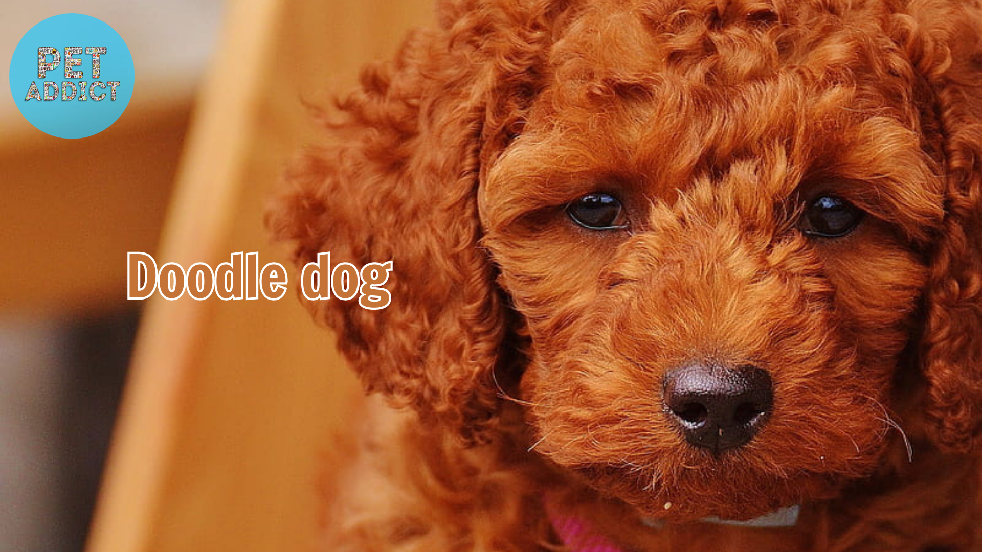 Doodle Dogs: The Perfect Blend of Intelligence and Charm