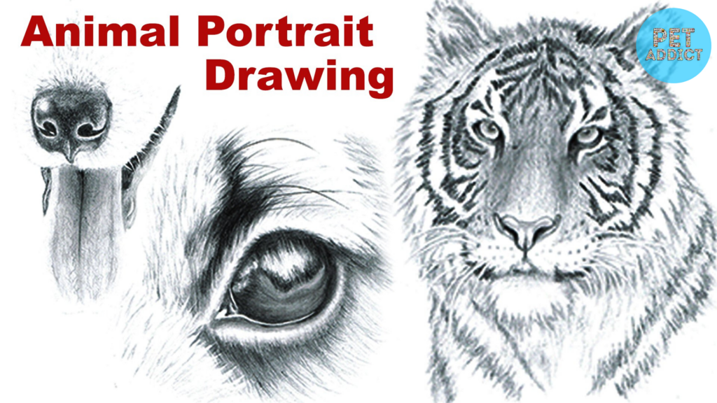 Drawing Animal Portraits