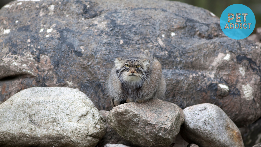 Future Prospects for Pallas Cat Conservation 