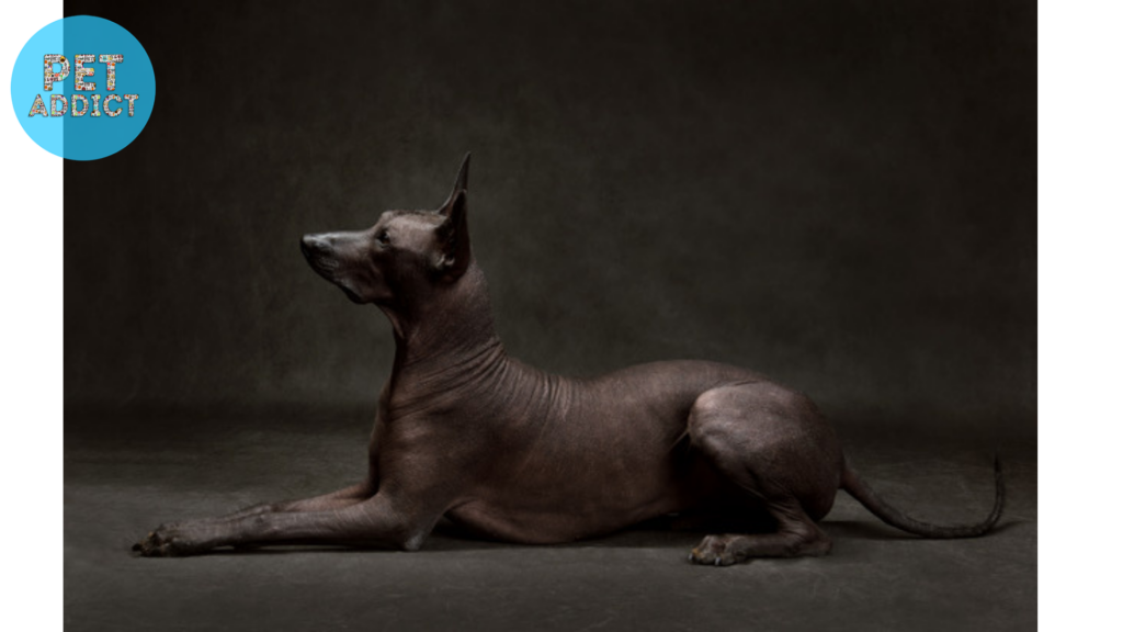 Historical Significance of the Xolo Dog