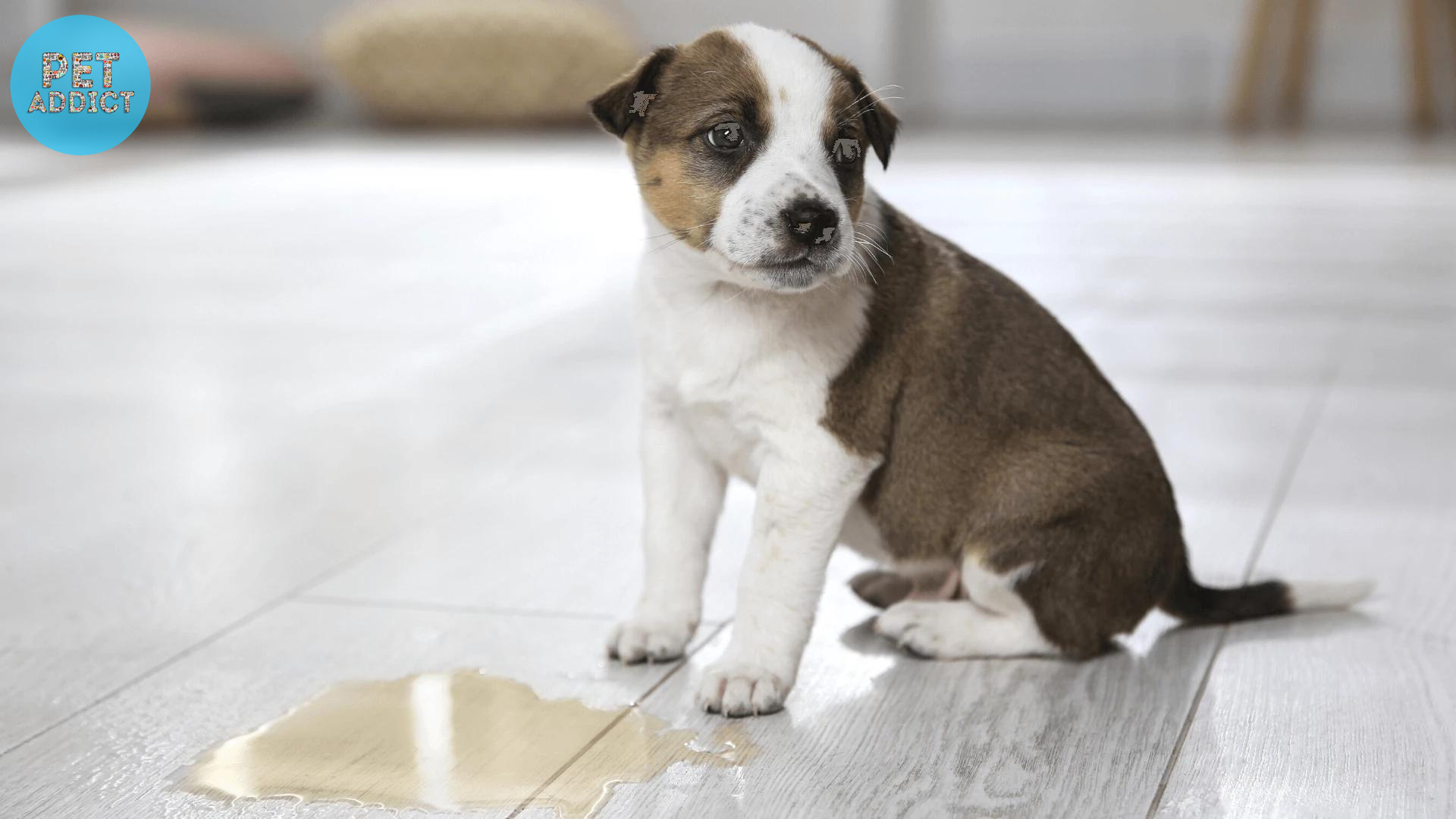 Incontinence Issues in Dogs Dog Diaper