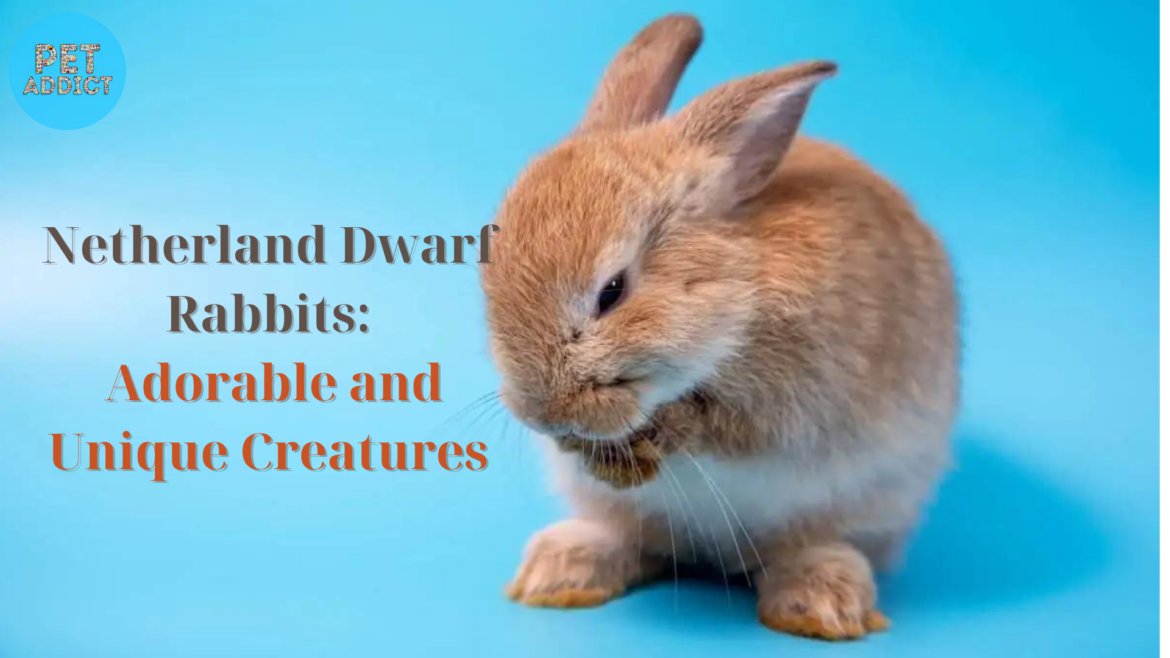 Netherland Dwarf Rabbits: Adorable and Unique Creatures