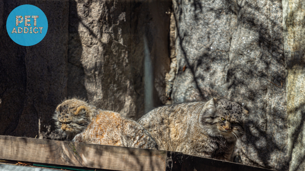 Pallas Cat In The Media and Pop Culture