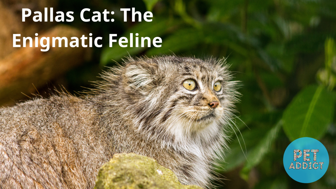 Pallas Cat: The Enigmatic Feline