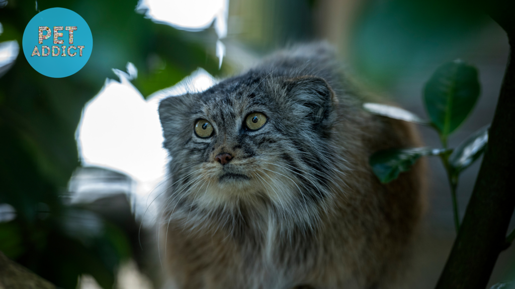 Pallas Cat's Diet And Hunting 
