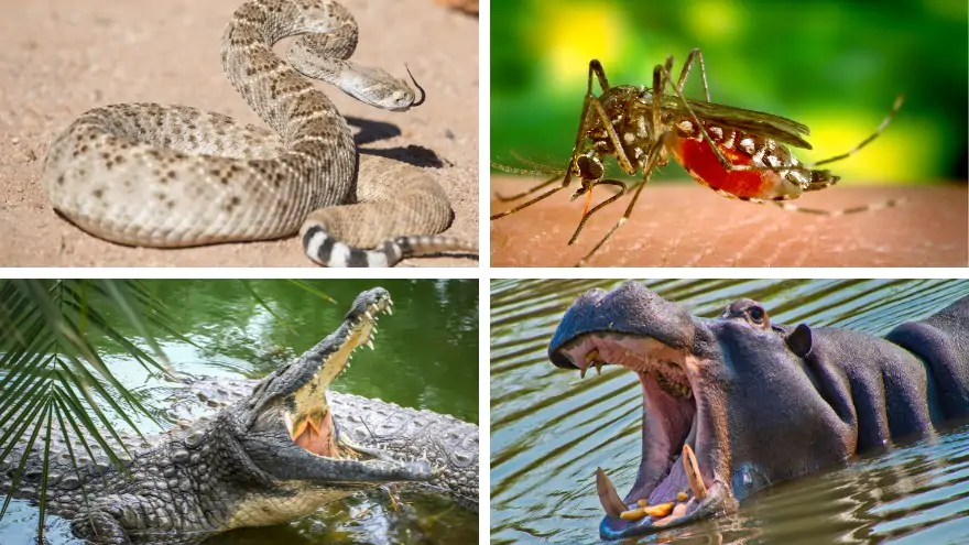 The Most Dangerous Animal in the World: Unveiling Nature’s Fiercest Predators