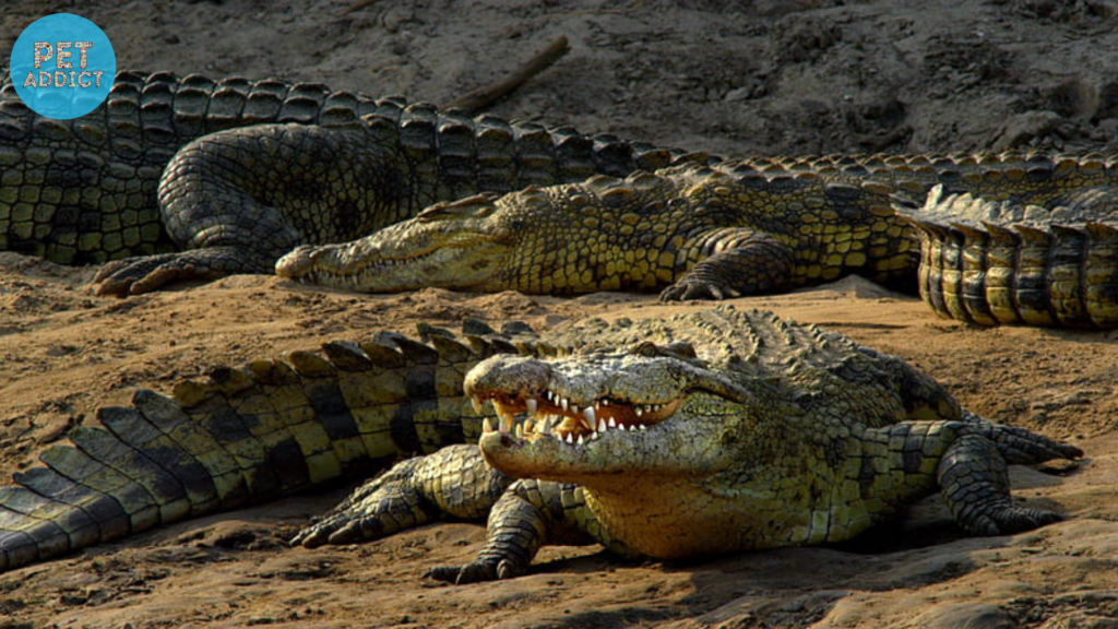 The Nile Crocodile