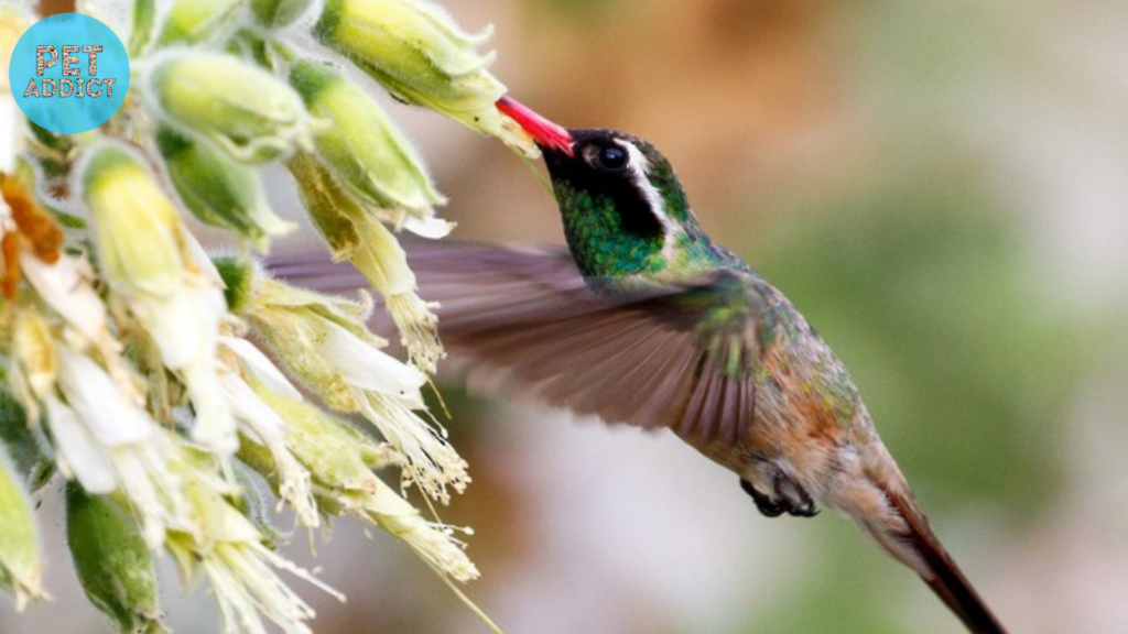Xantus: The Colorful Hummingbird