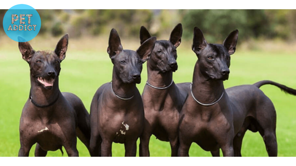 Xolo Dogs as Family Pets