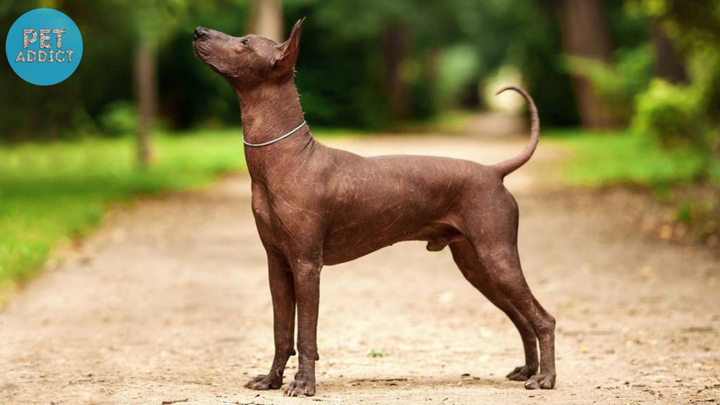 Xoloitzcuintli: The Ancient Mexican Hairless Dog