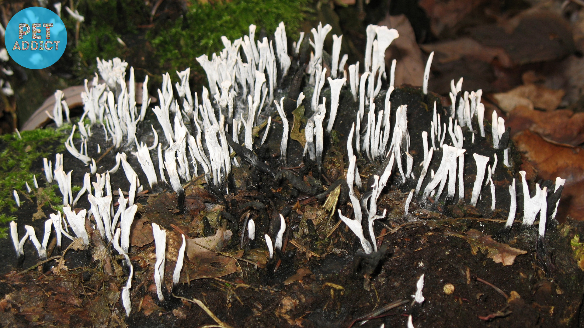 Xylaria: A Fascinating Genus of Fungi