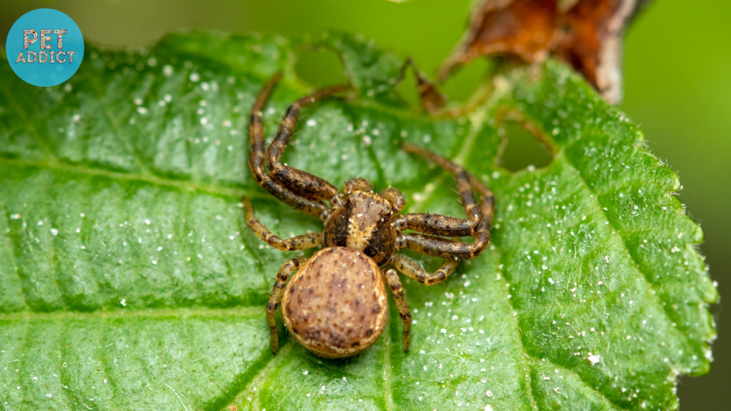 Xysticus: The Stealthy Crab Spider