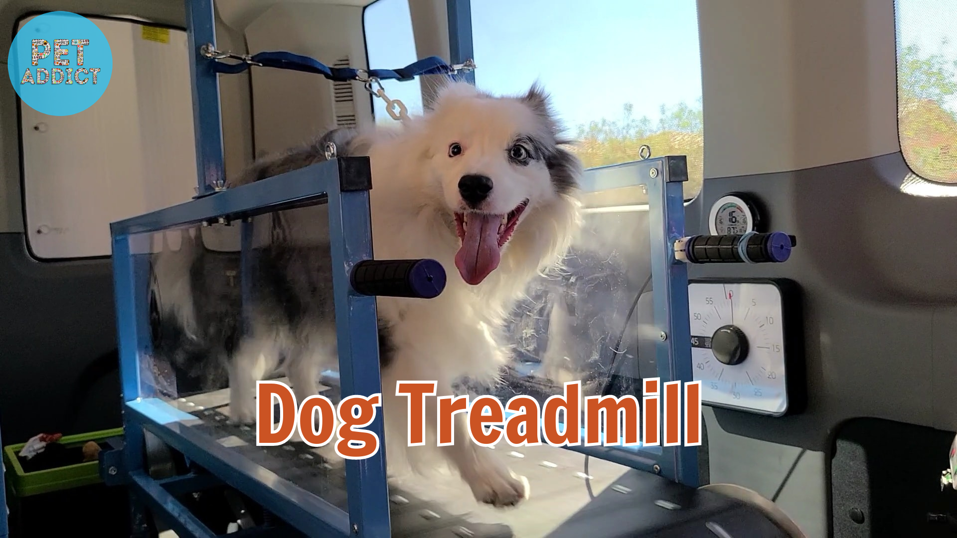 Dog Treadmill – The Benefits and Guide for Canine Fitness
