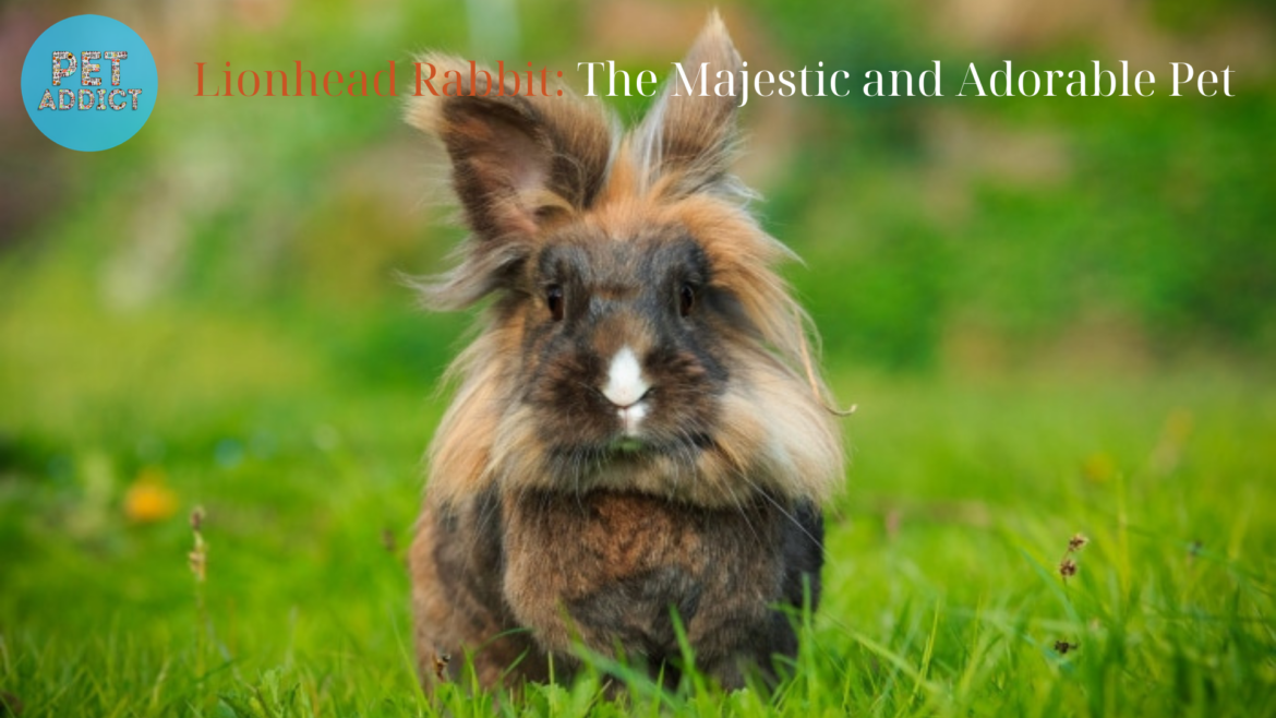 Lionhead Rabbit: The Majestic and Adorable Pet