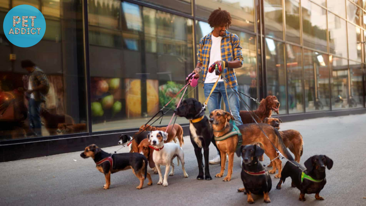 Dog Walking Jobs – A Rewarding Career for Pet Lovers