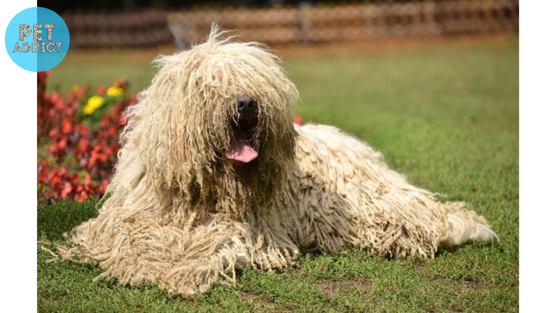 Mop Dogs – 6 Adorable Breeds That Resemble Mops