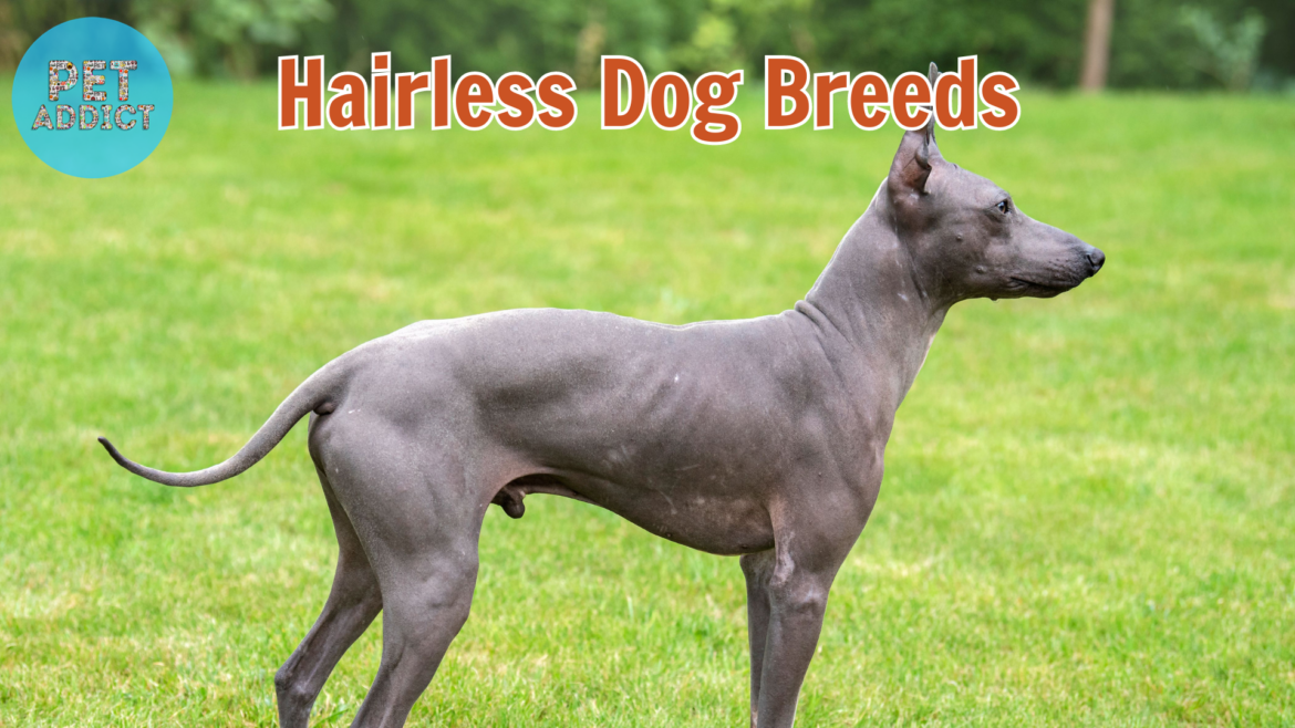 7 Fascinating Hairless Dog Breeds
