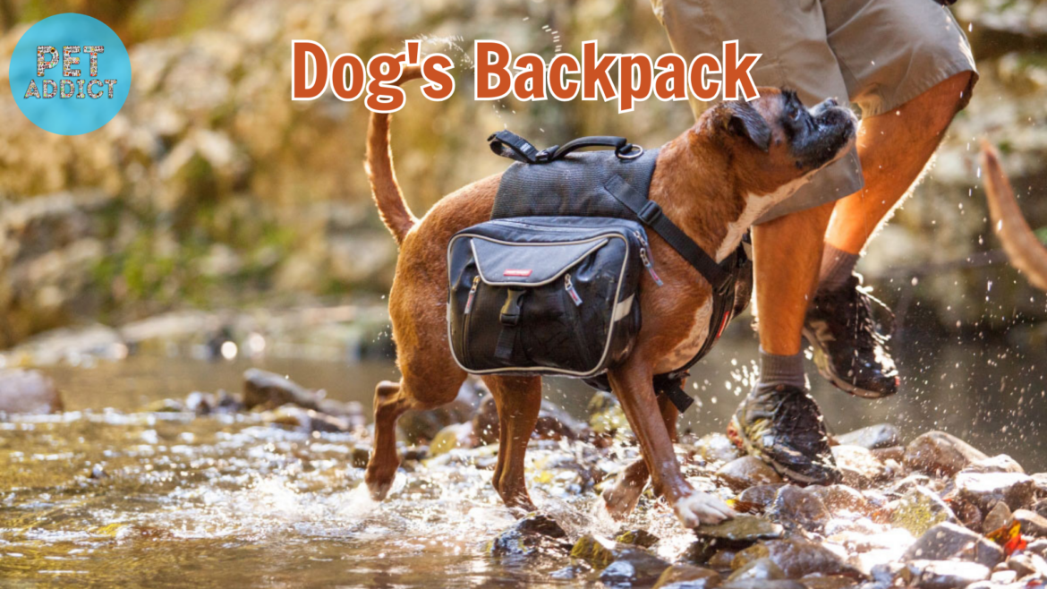The Essential Guide to Choosing the Perfect Dog Backpack