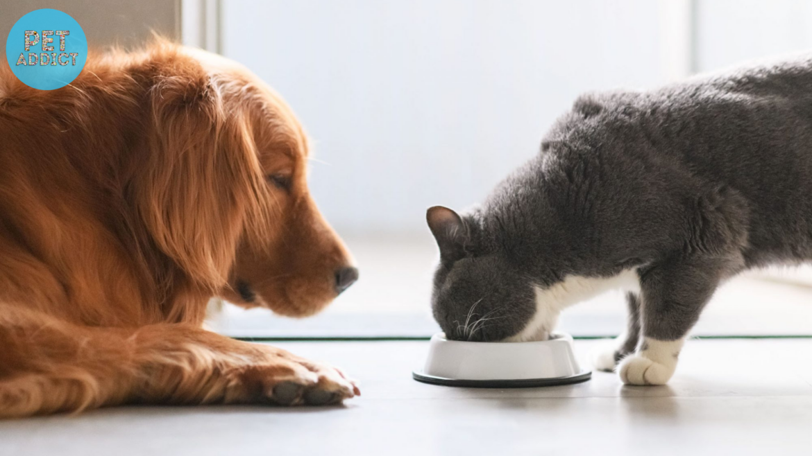 Can Cats Eat Dog Food: Risks and Consequences