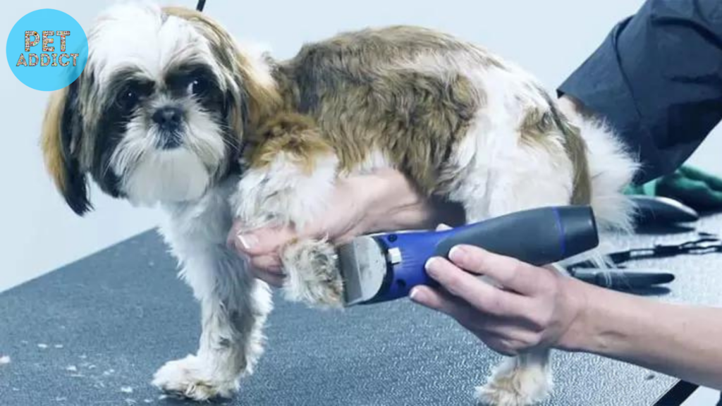 Maintaining and Cleaning Dog Clippers