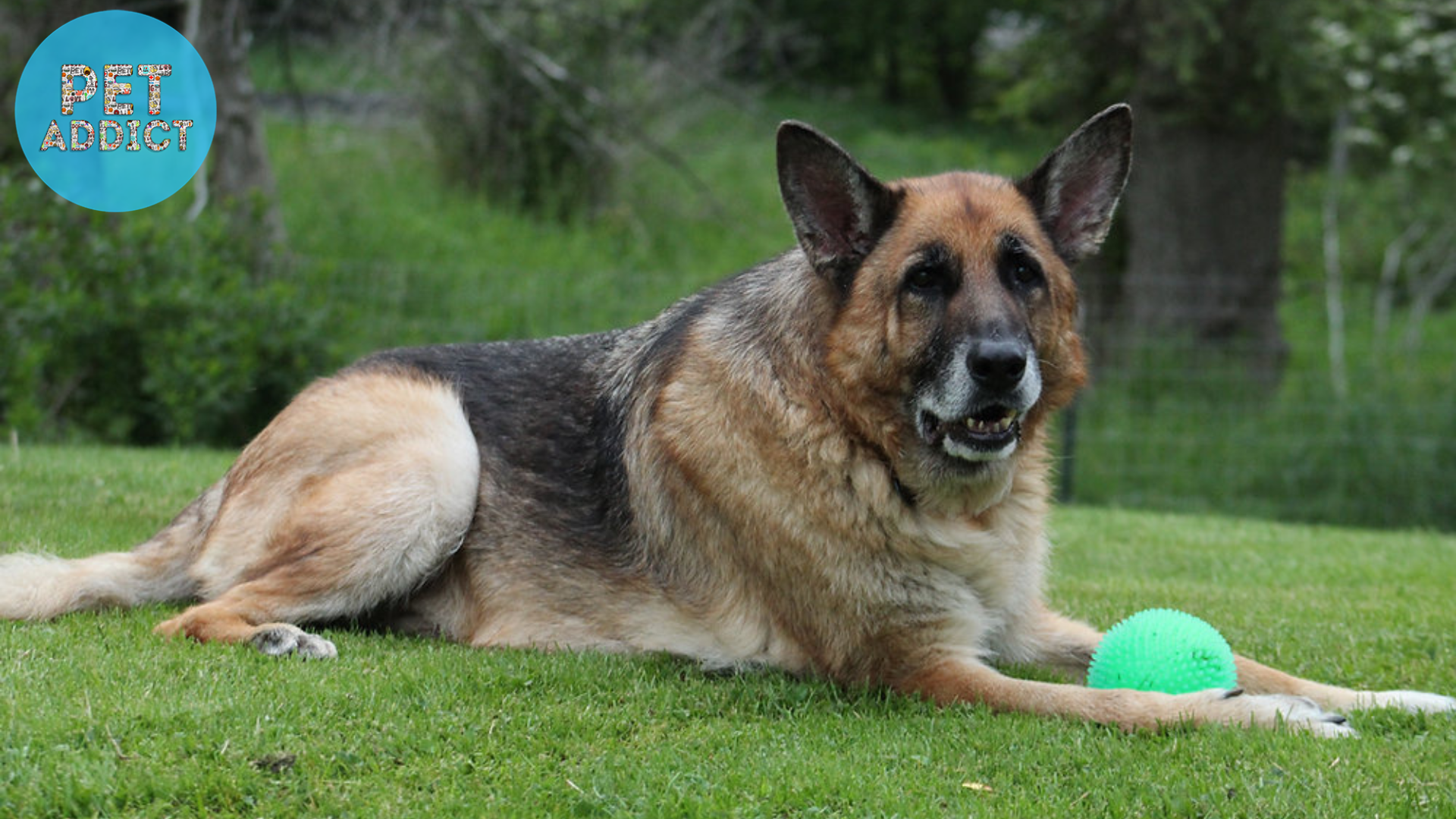 Old German Shepherd Dog: The Grace and Wisdom of Age