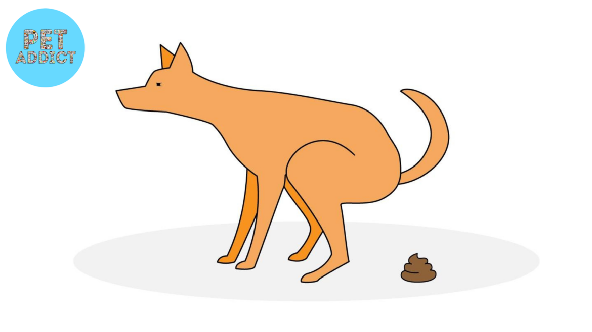 Understanding Different Types of Dog Poop