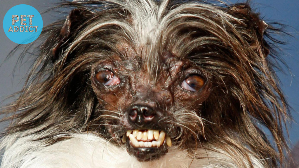 peanut the world's ugliest dog