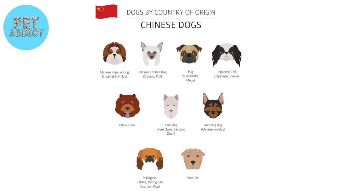 Chinese Dog Breeds: Exploring China’s Canine Diversity